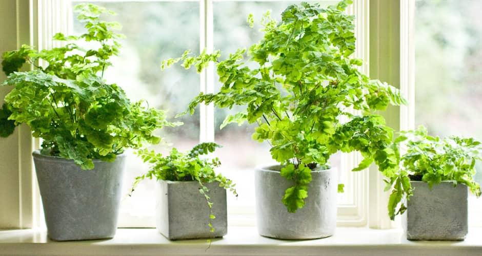  5 Tips for Starting an Indoor Garden