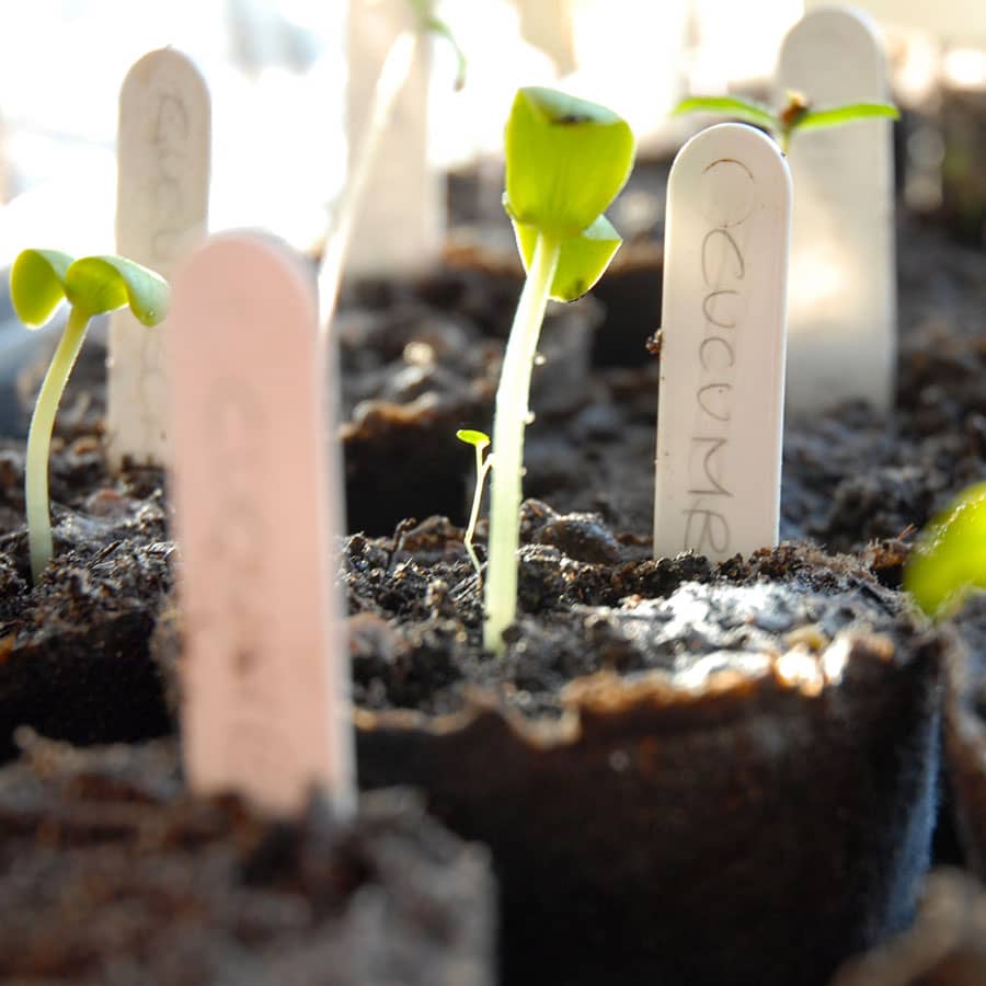 seedstarting