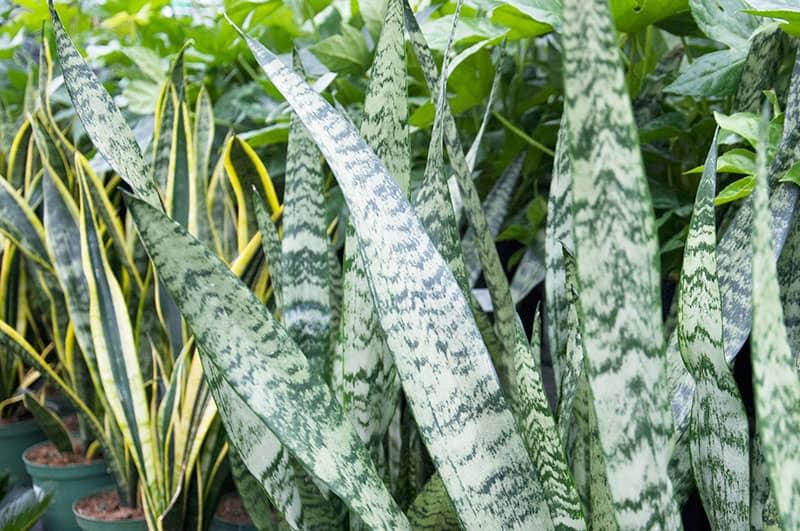 Mahoney�s Garden Center Houseplants