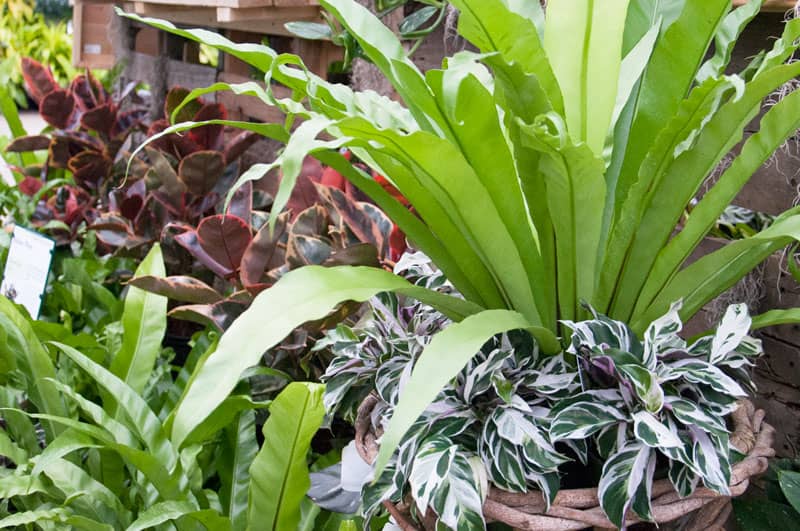 Mahoney�s Garden Center Houseplants