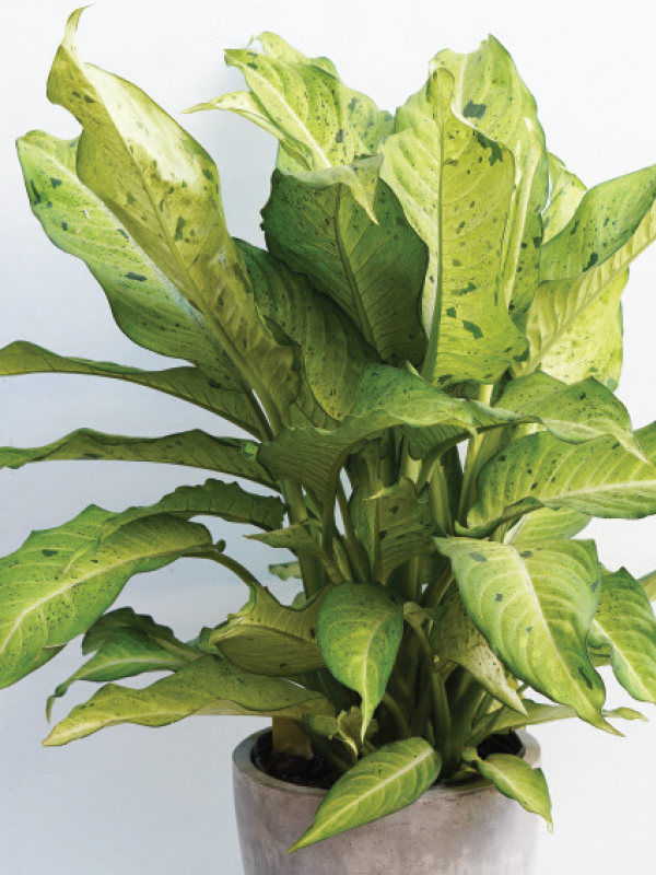 Mahoney�s Garden Center Houseplants