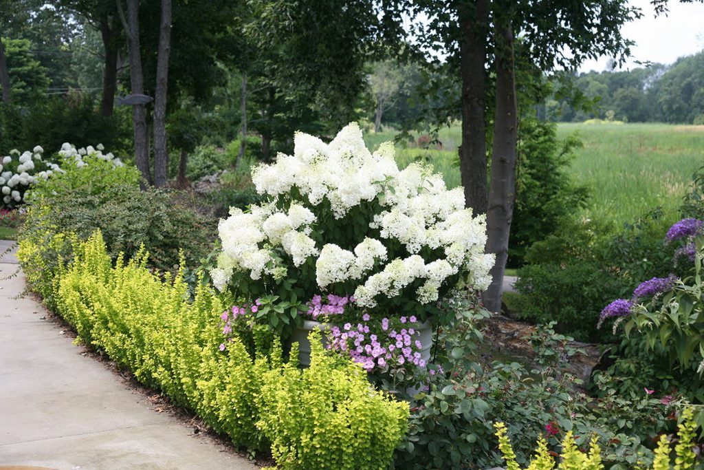 Mahoney S Garden Center The Wondrous World Of Hydrangea Paniculata