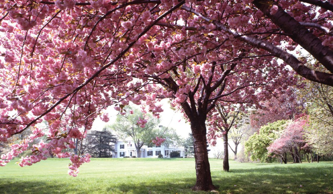 Mahoney S Garden Center Spring Flowering Trees