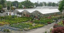 Montgomery Blue Spruce (Picea pungens 'Montgomery') in Winchester,  Massachusetts (MA) at Mahoney's Garden Centers