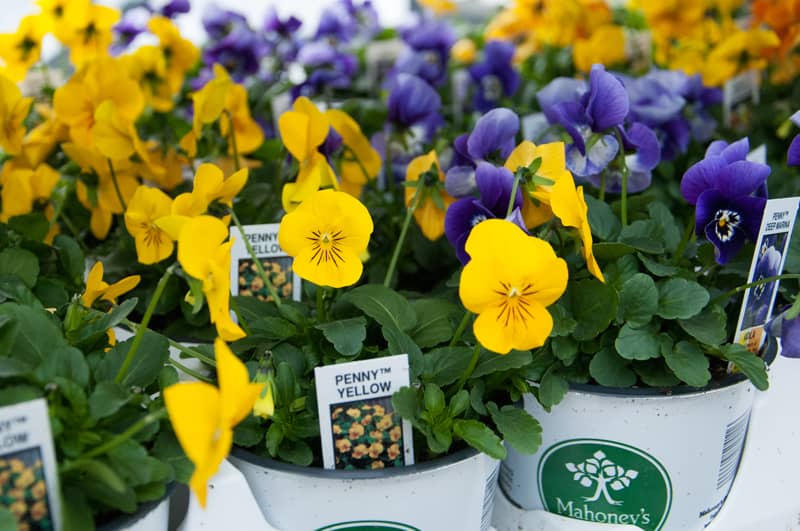 Pansies – Mahoney's Garden Center