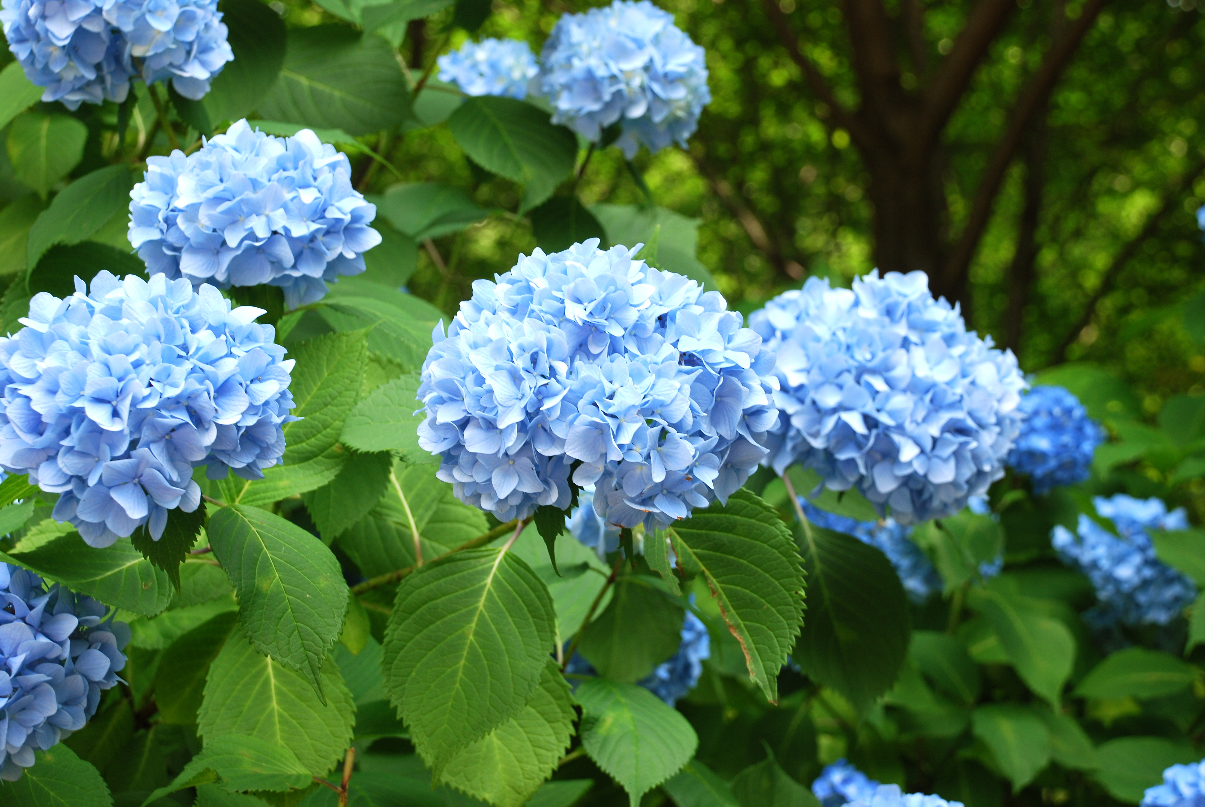 Image of Blue Gatsby Hydrangea