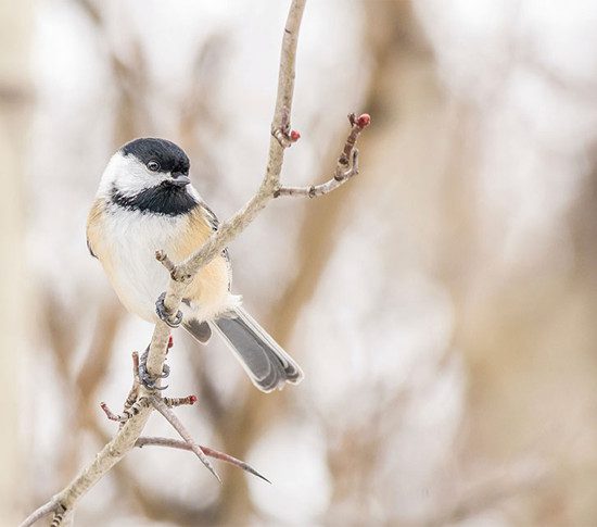 Chickadee perched on a fall tree in New England