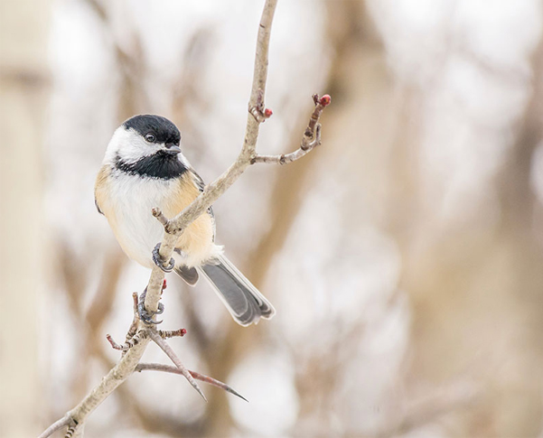 Chickadee perched on a fall tree in New England