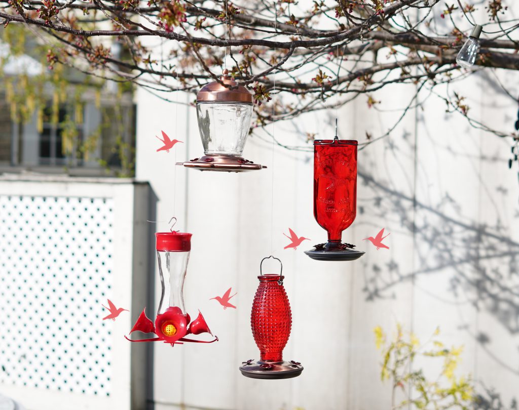 hummingbird migration in New England