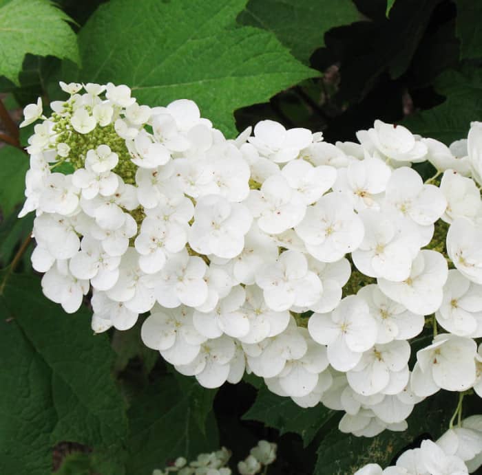 Hydrangeas - Mahoney's Garden Center