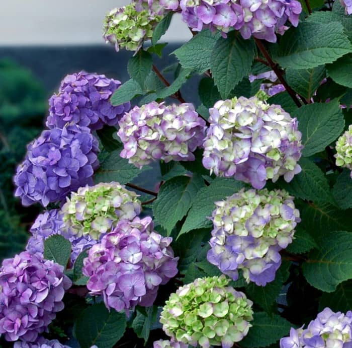 Hydrangeas - Mahoney's Garden Center