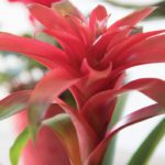 bromeliad