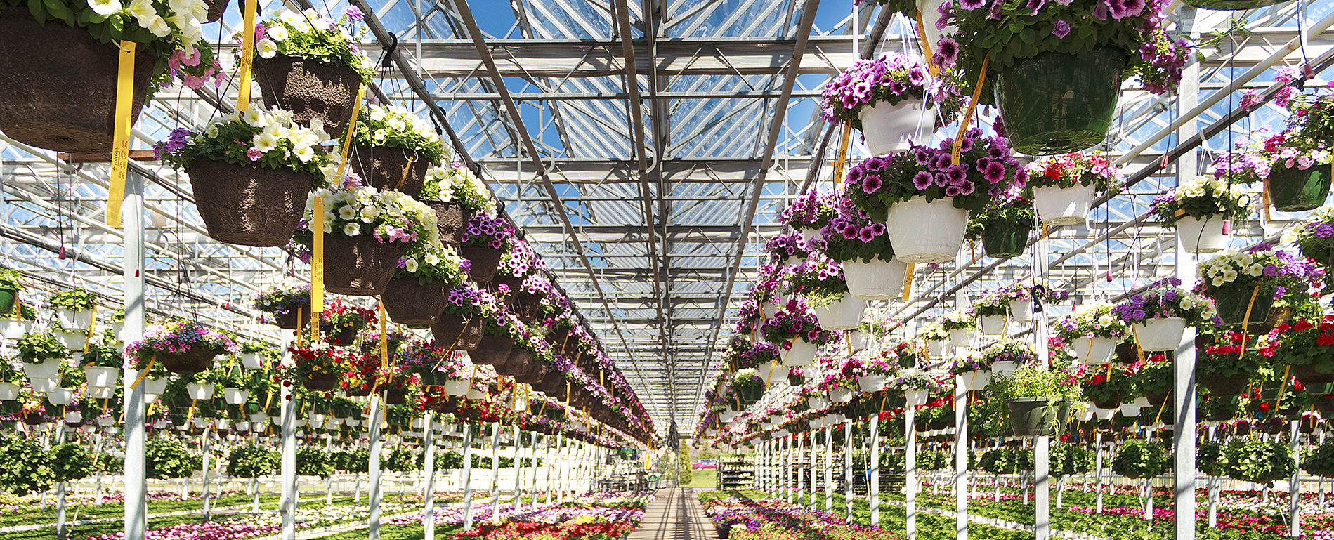 Mahoney's Full-Service Florists - Mahoney's Garden Center