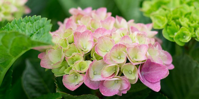 NOW IN: HYDRANGEAS IN BUD AND BLOOM – Mahoney's Garden Center