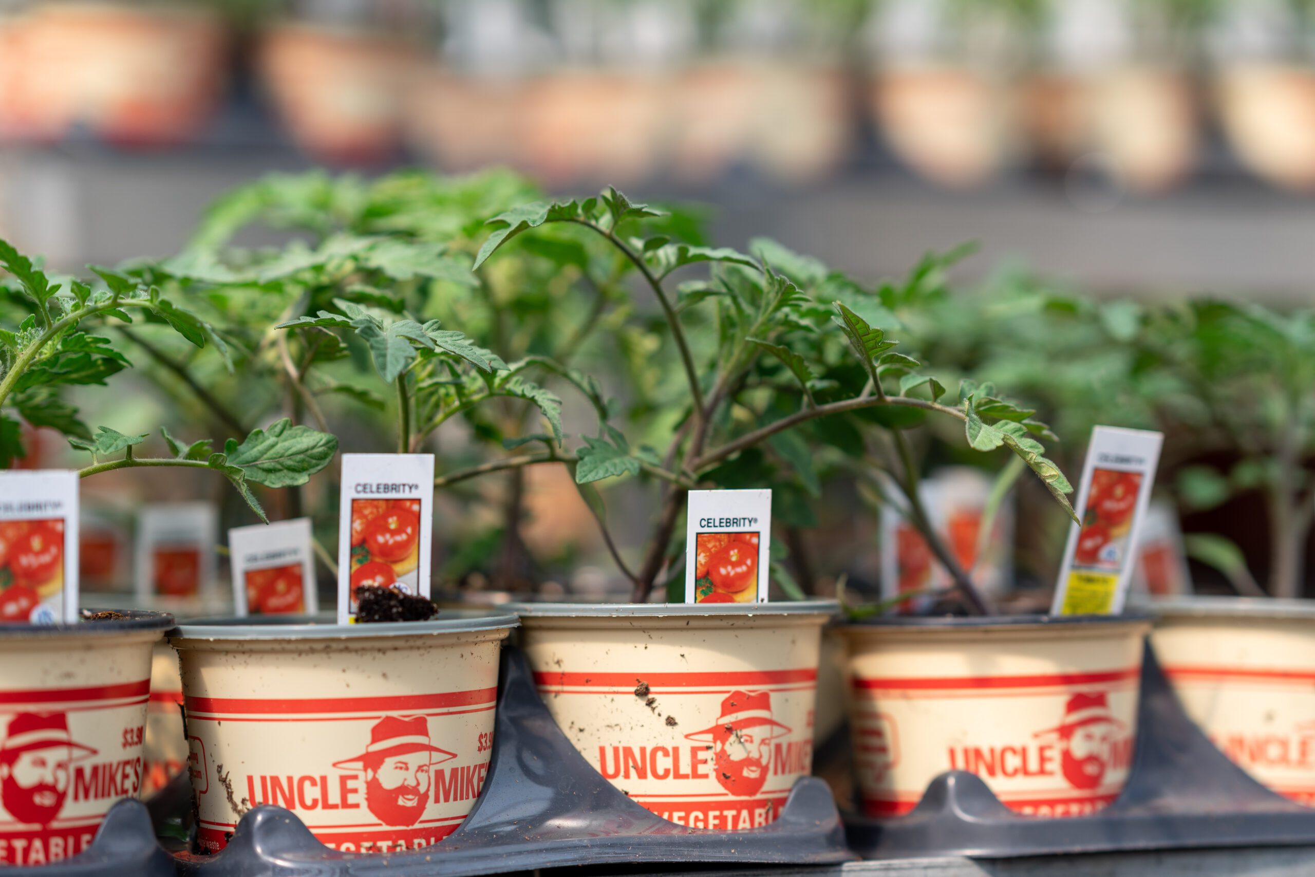 Uncle Mike's Favorite Tomatoes for Container Growing - Mahoney's Garden  Center