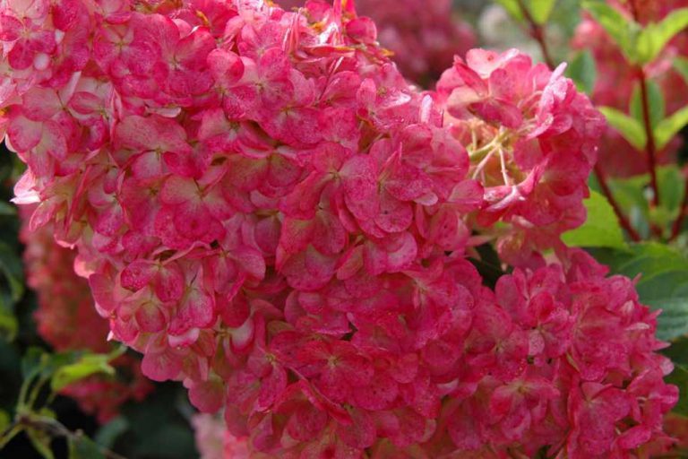 The Wondrous World of Hydrangea Paniculata - Blog- Mahoney's Garden Center