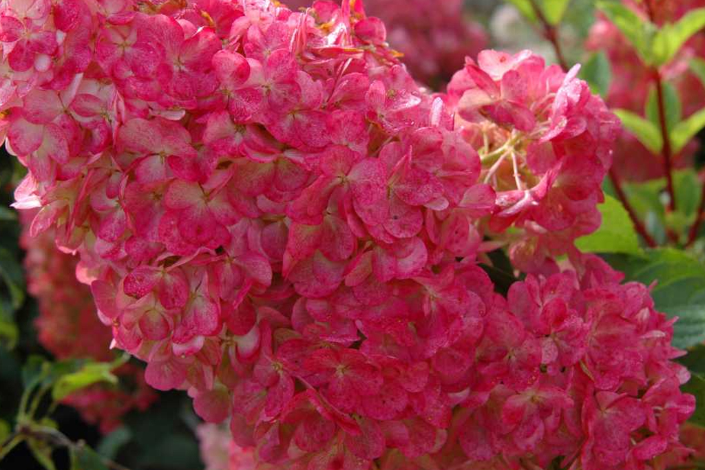 A bright pink Vanilla Strawberry hydrangea in Winchester, MA