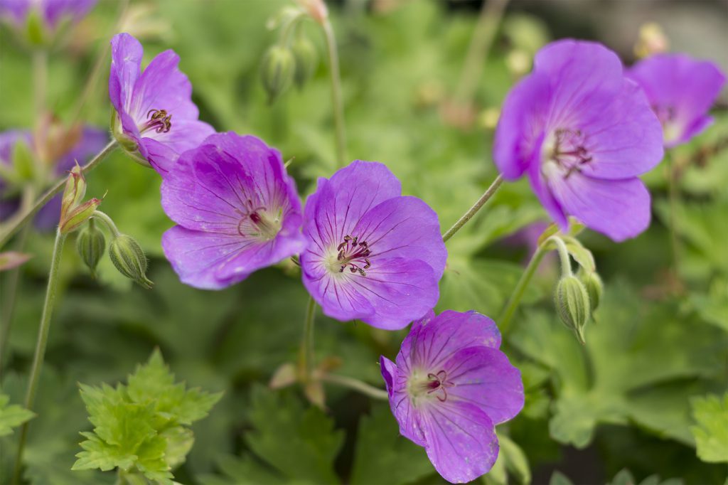 Summer Bloomers - Blog- Mahoney's Garden Center