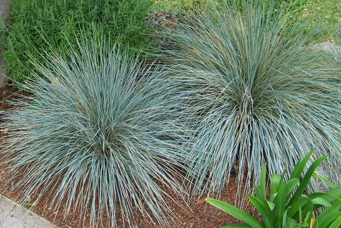 Using Ornamental Grasses in the Landscape - Blog- Mahoney's Garden Center