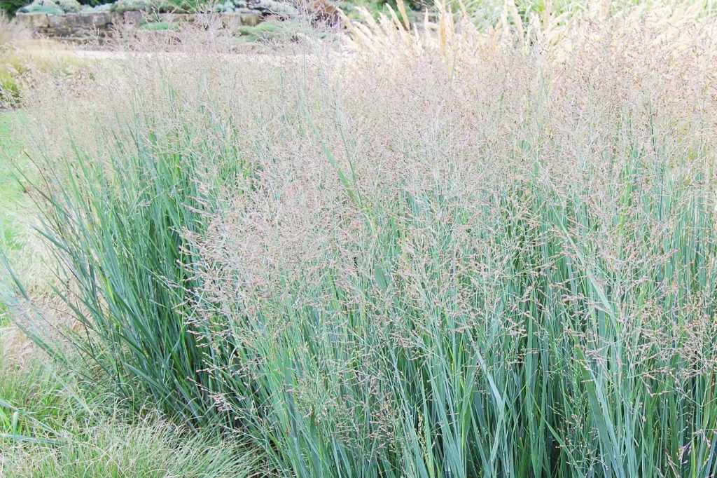 Using Ornamental Grasses in the Landscape - Blog- Mahoney's Garden Center