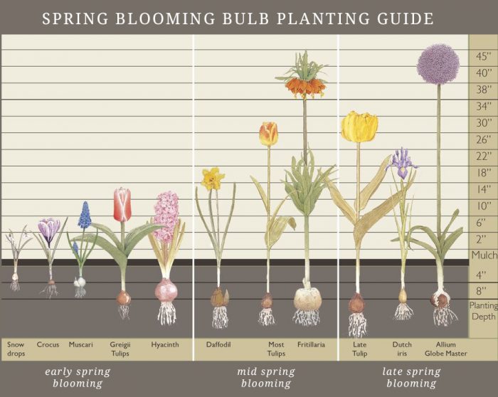 How deep should I plant my fall bulbs? Blog Mahoney's Garden Center