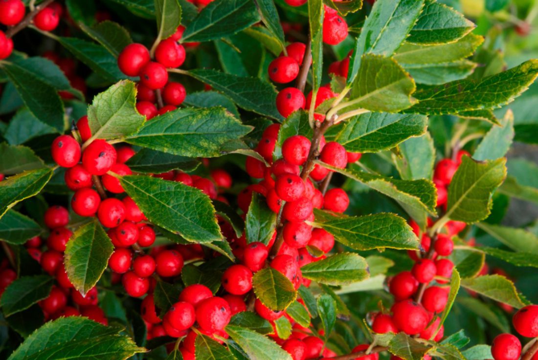 Mahoney's Garden Center | Moving into Fall and Winter