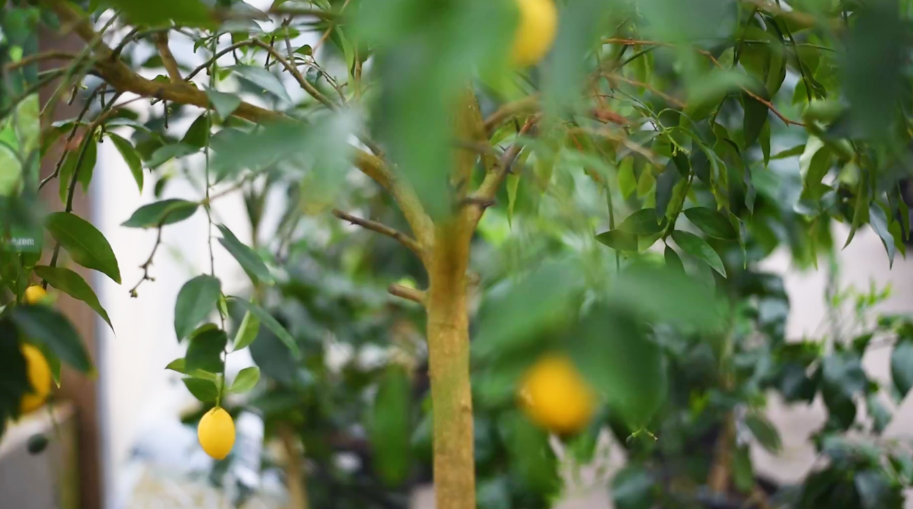citrus plants