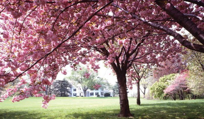 Mahoney's Garden Center | Spring Flowering Trees