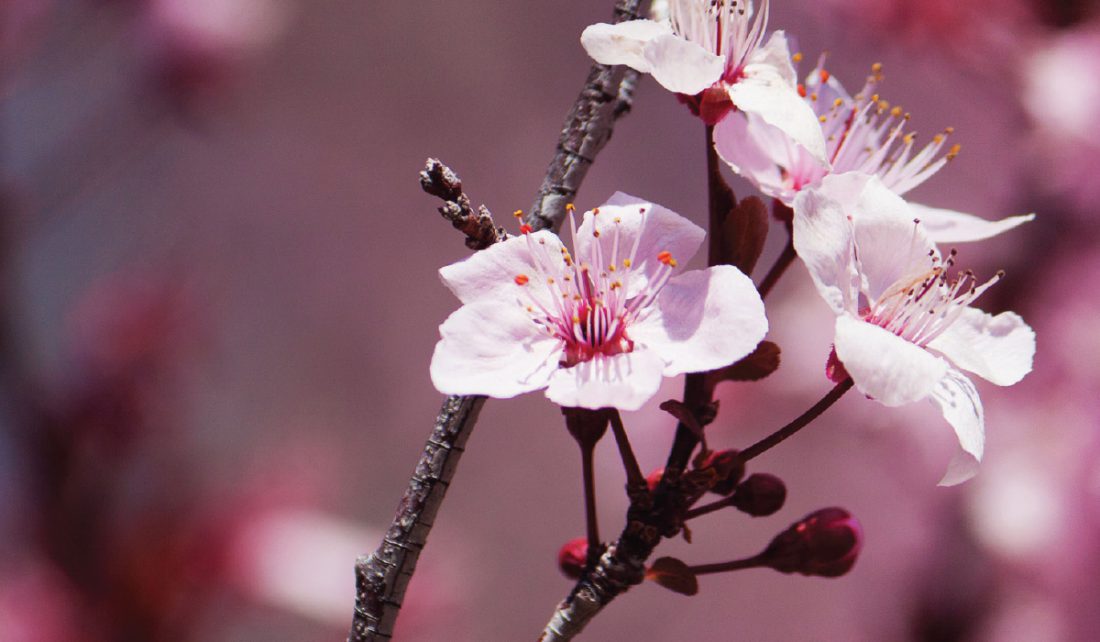 Spring Flowering Trees - Blog- Mahoney's Garden Center