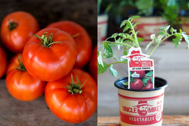 Container Tomatoes Mahoney's Garden Center