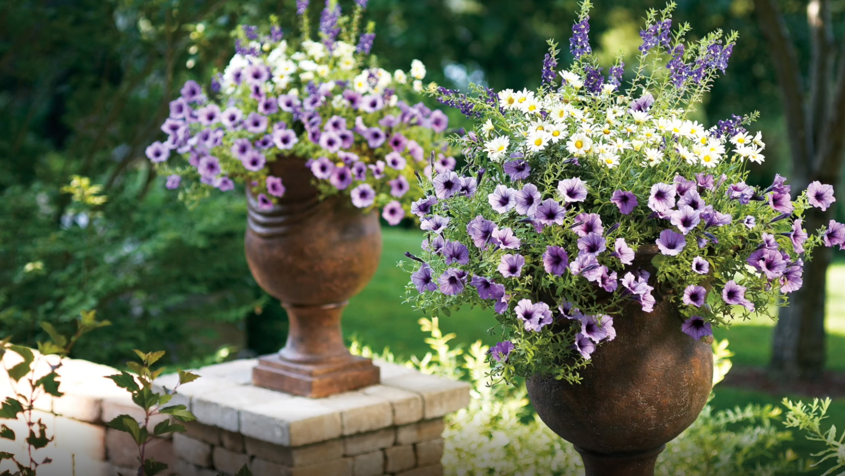 PW Annual of the Year: Supertunia 'Bordeaux' - Blog- Mahoney's