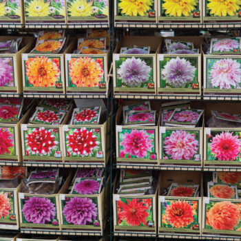 summer-flowering-bulbs-1 summer-flowering-bulbs-1