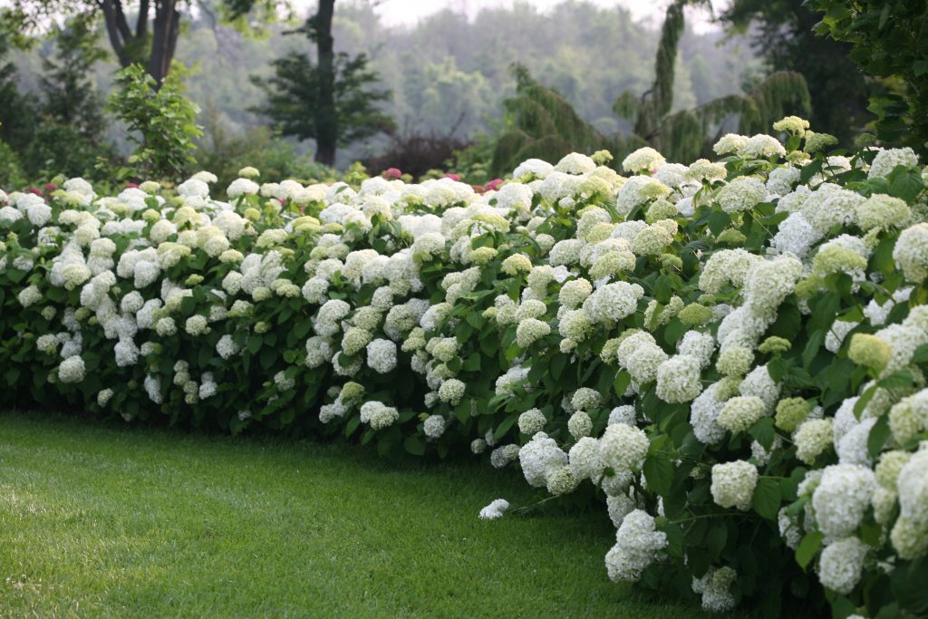 Hydrangeas In All Their Glory Blog Mahoney's Garden Center