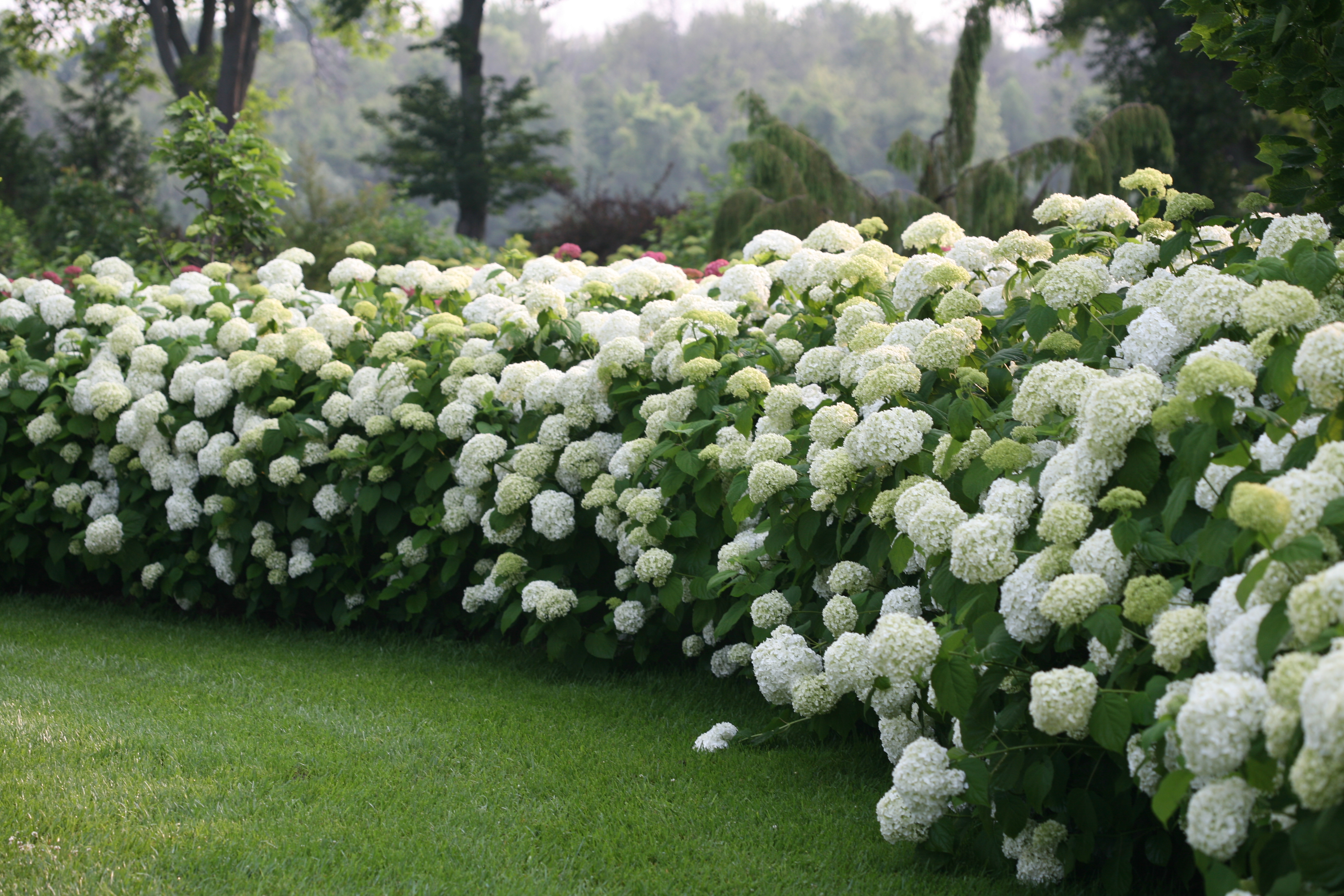 White hydrangea hedge blooming in a garden.