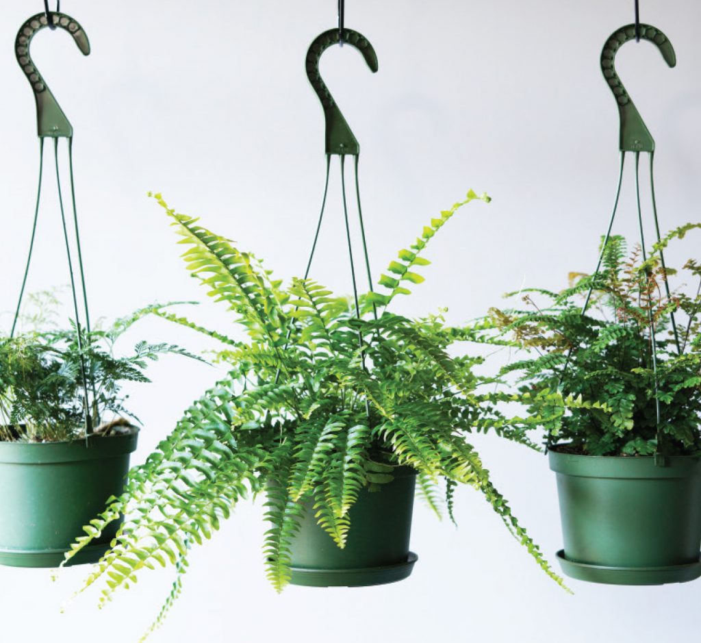 Hanging Houseplants - Mahoney's Garden Center