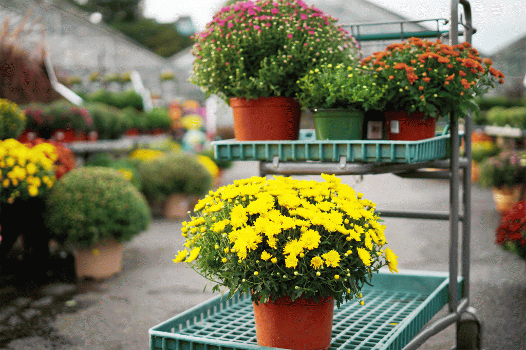 mums on a cart at mahoney's garden center in winchester, ma