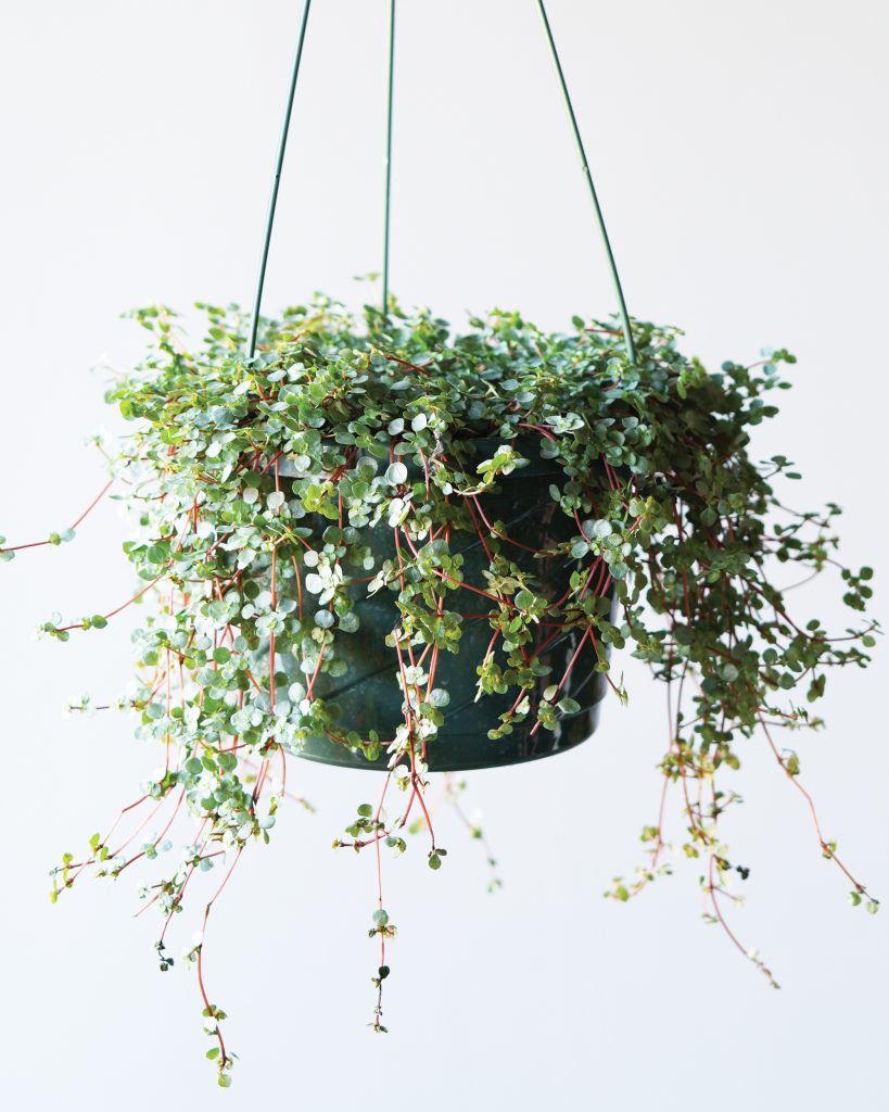 Hanging Houseplants - Mahoney's Garden Center