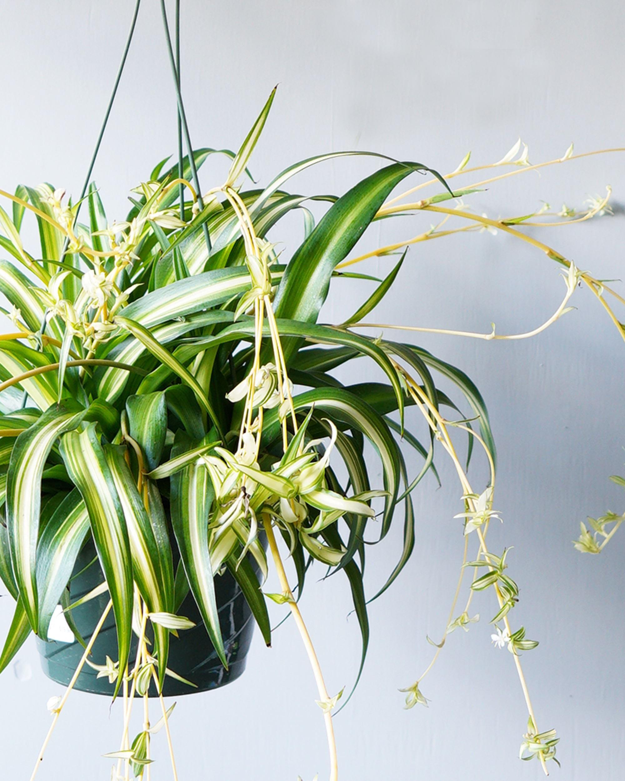 Spider Plant Hanging Basket (10) – Needham'sNursery