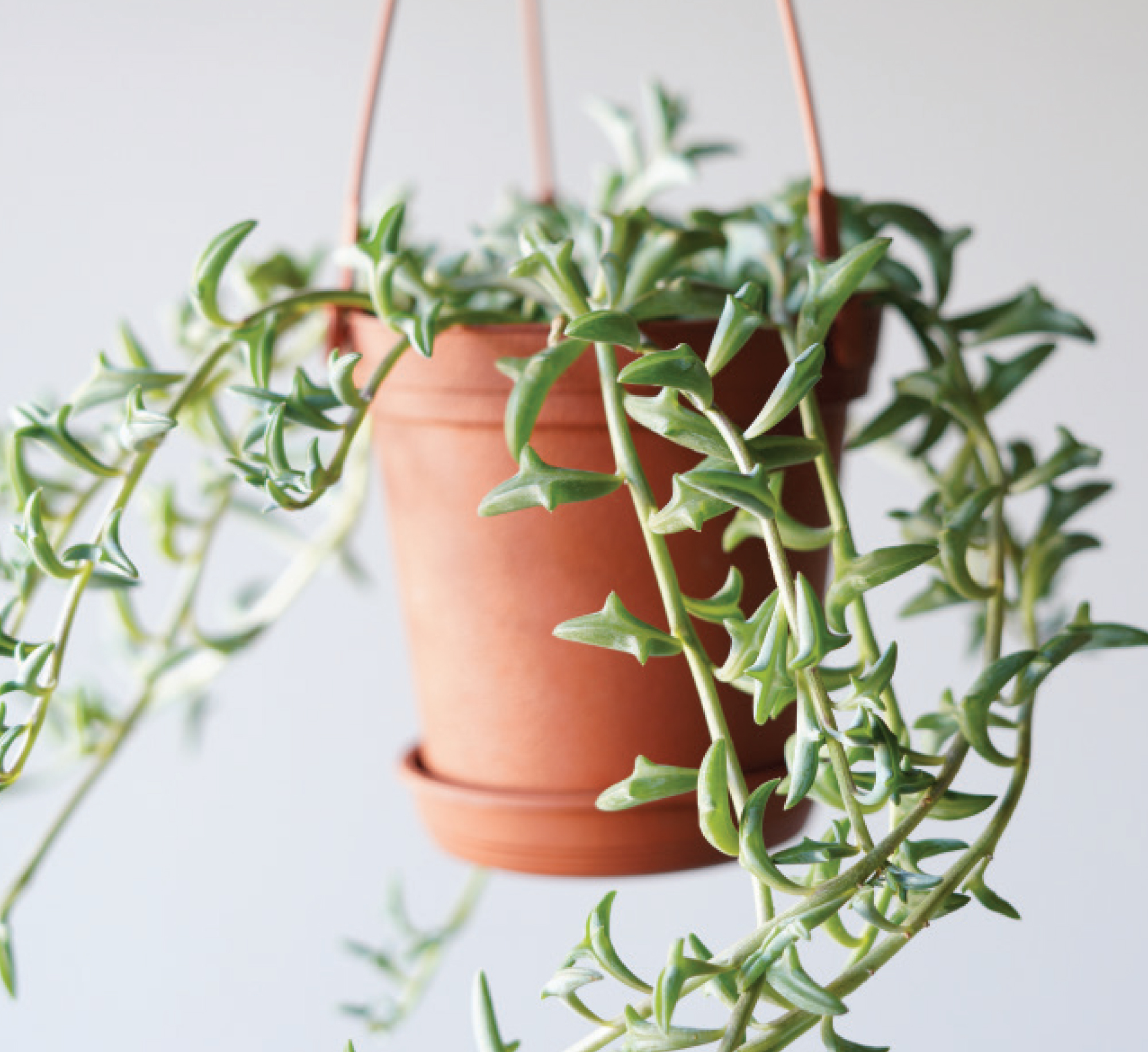 Spider Plant Hanging Basket (10) – Needham'sNursery