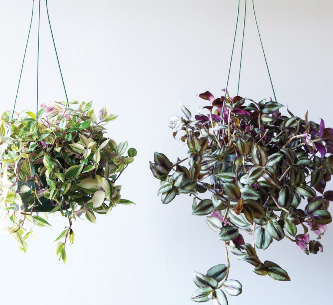 Hanging Houseplants - Mahoney's Garden Center