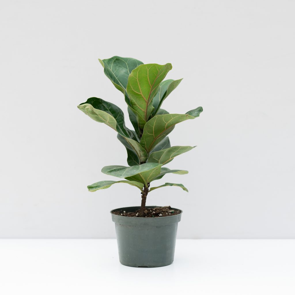 Fiddle Leaf Fig Ficus