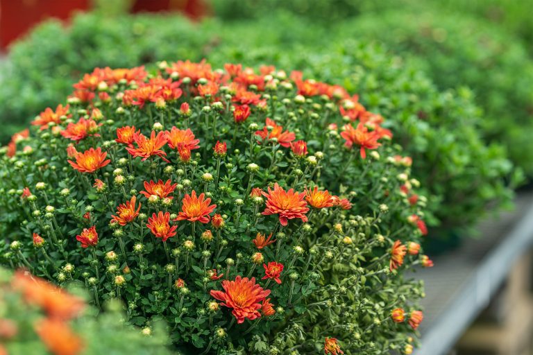 Fall Annuals Are Here! - Blog- Mahoney's Garden Center