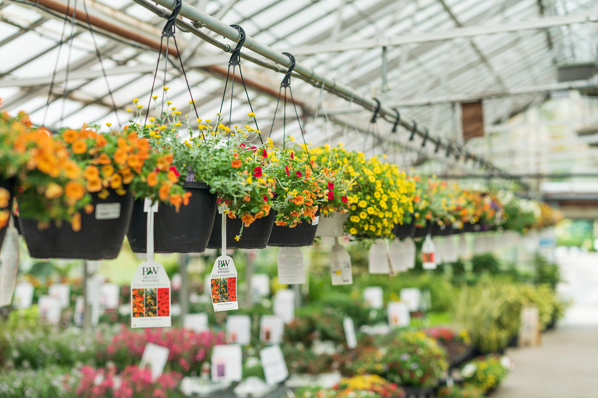 Fall Annuals Are Here! - Blog- Mahoney's Garden Center