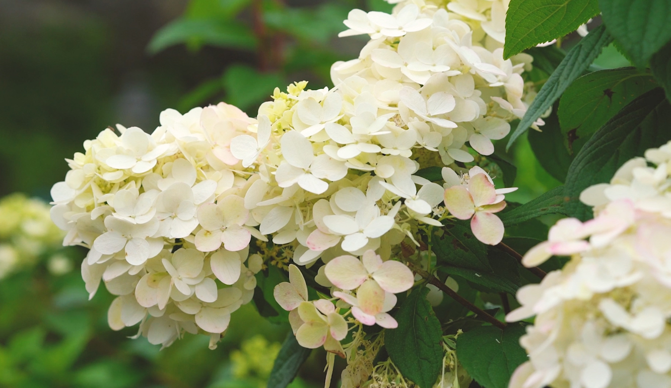 Pottery - Mahoney's Garden Center