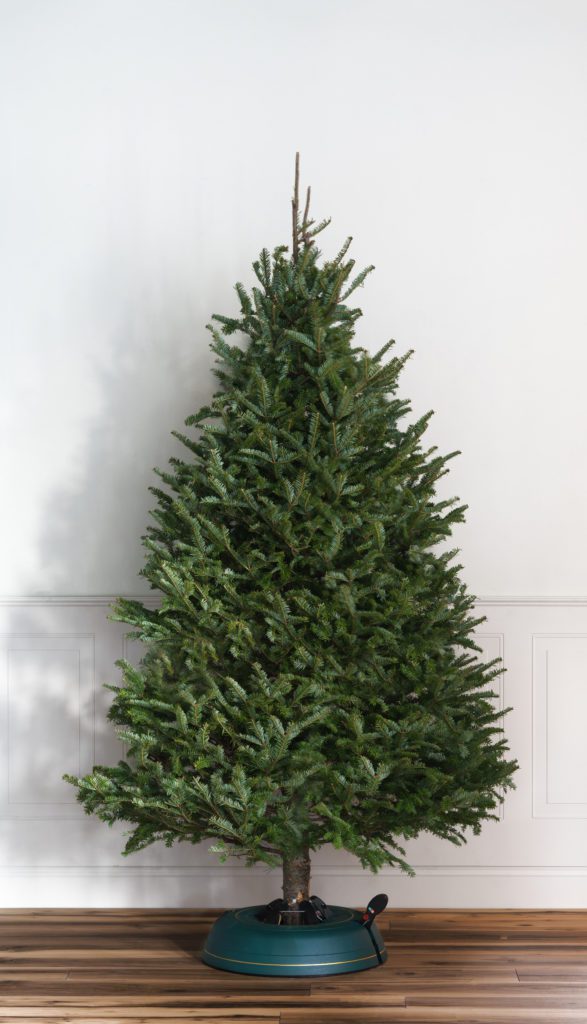 Christmas Trees Mahoney's Garden Center