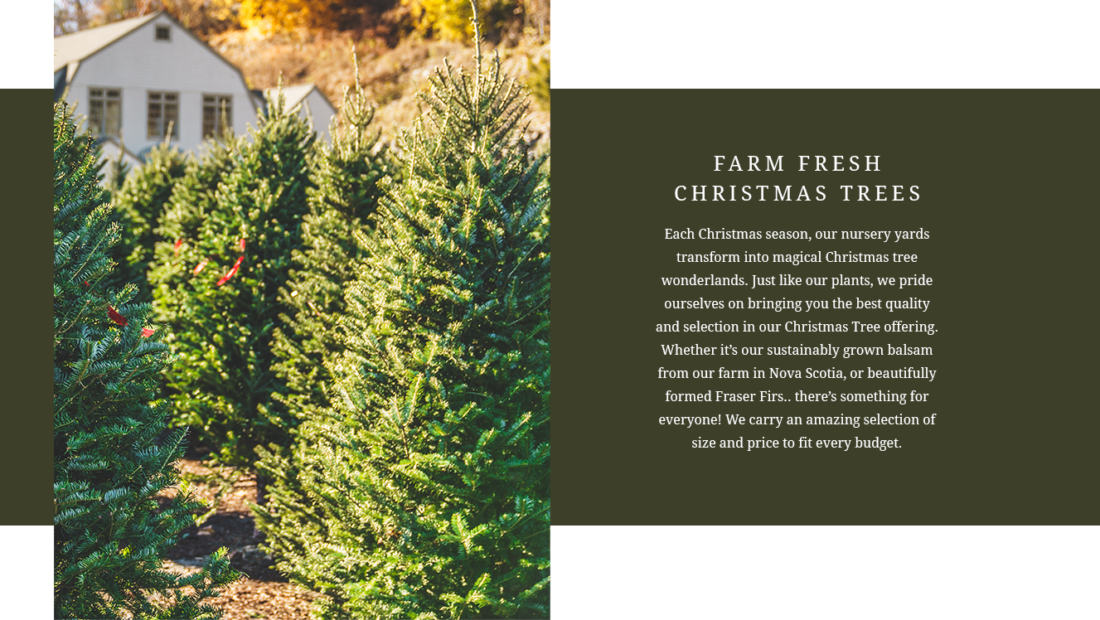 Christmas Trees Mahoney's Garden Center