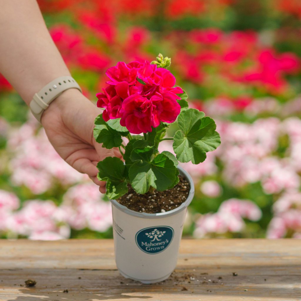 Geraniums Mahoney's Garden Center