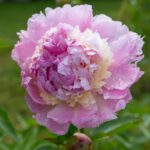 Paeonia lactiflora garden peonies angel cheeks