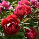 Paeonia suffruticosa tree peony peonies