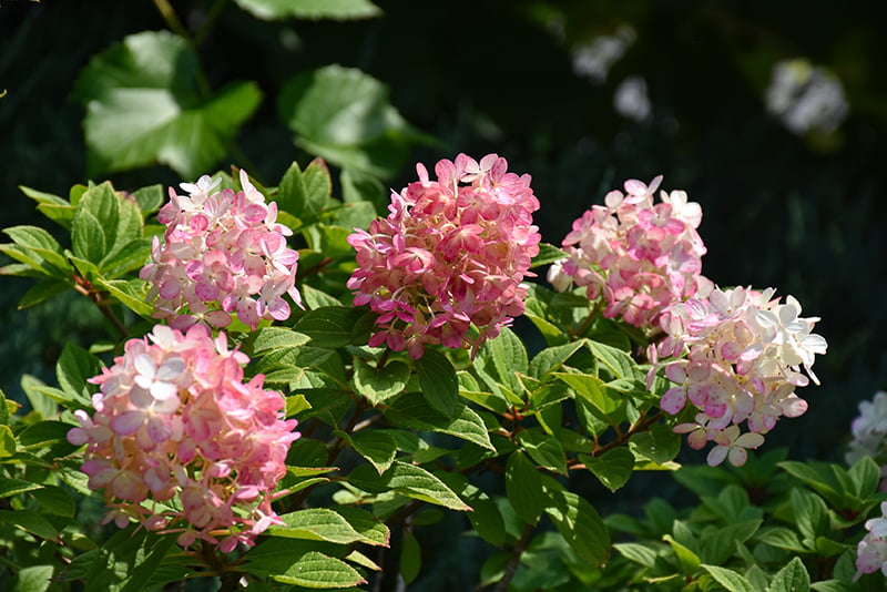 Little Lime Punch panicle hydrangea (Hydrangea paniculata 'Little Lime Punch') with pink and white flower clusters blooming in the garden.